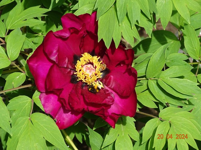 Negricans - Bujori 2024