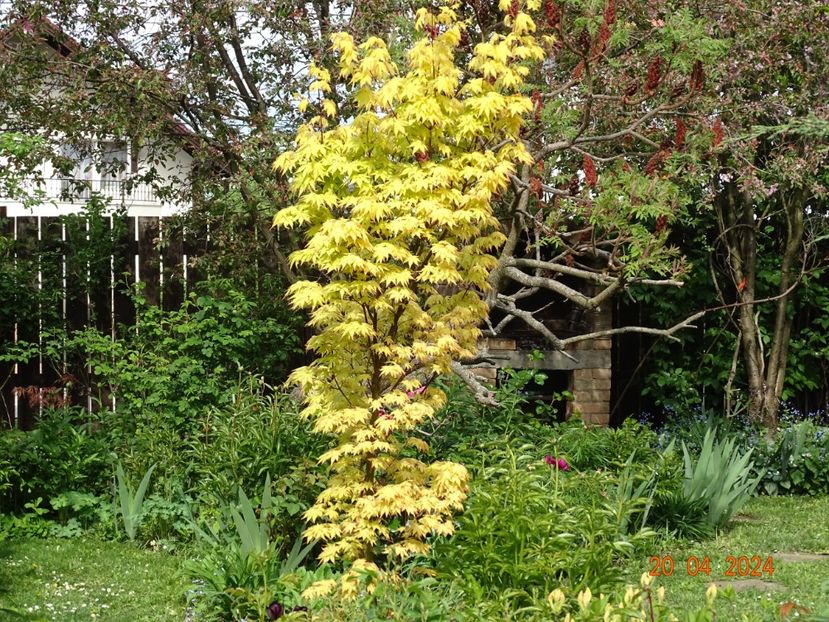  - Copacei si arbusti 2024