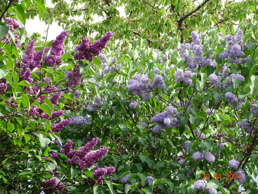  - Copacei si arbusti 2024