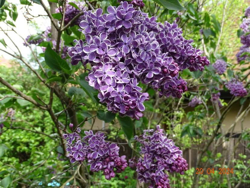  - Copacei si arbusti 2024