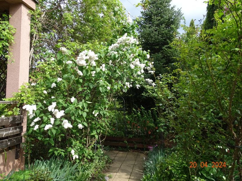  - Copacei si arbusti 2024