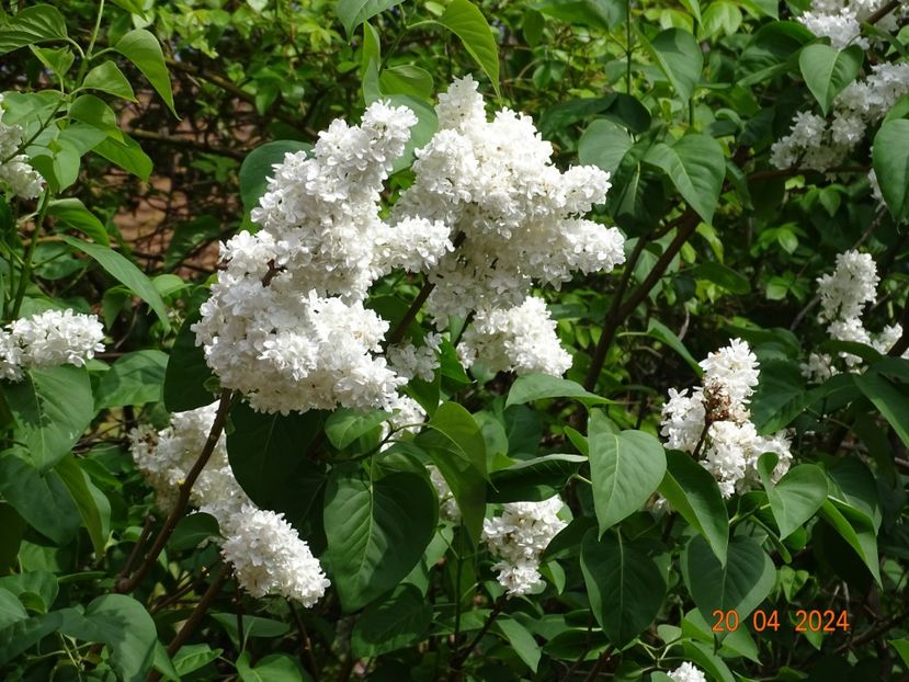  - Copacei si arbusti 2024