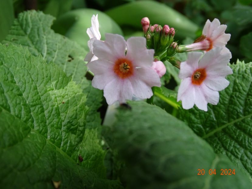 japonica Apple Blossom - Primule 2024