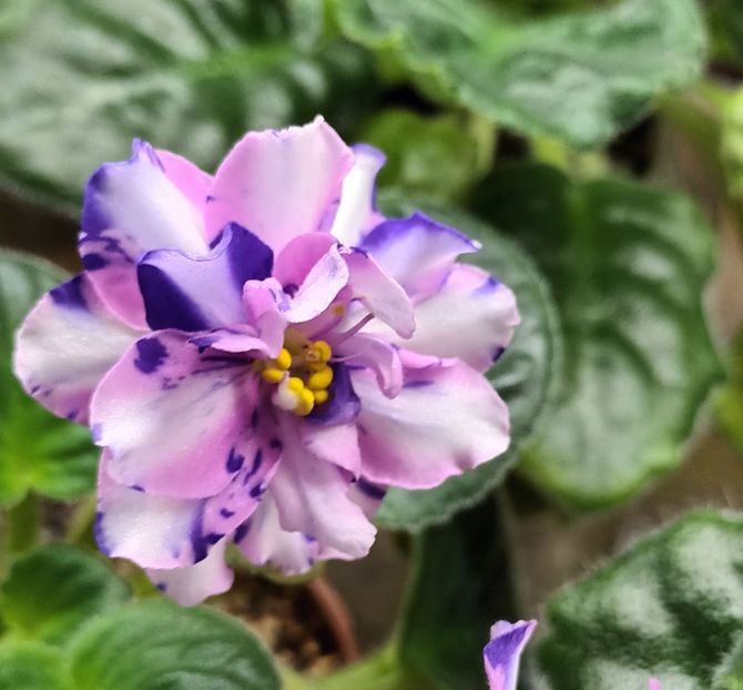  - MK - Veter Peremen chimera