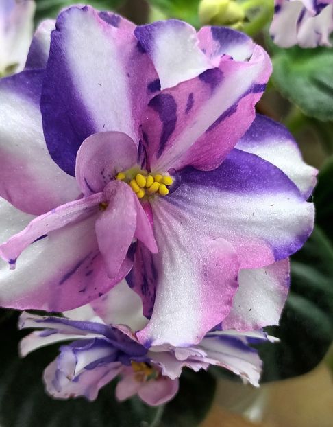 MK-Veter Peremen - PORTRETE