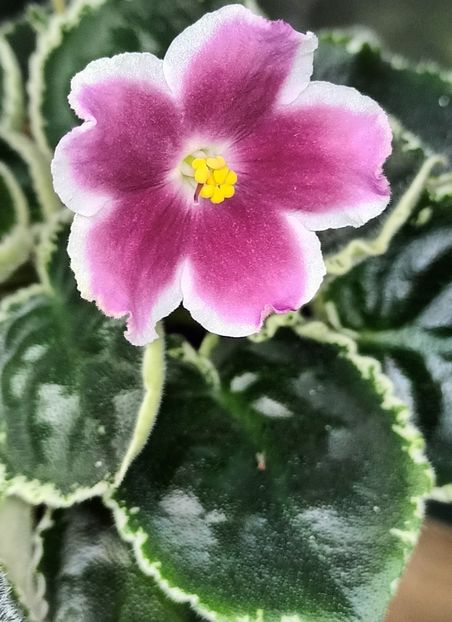 RS Karusel - PORTRETE