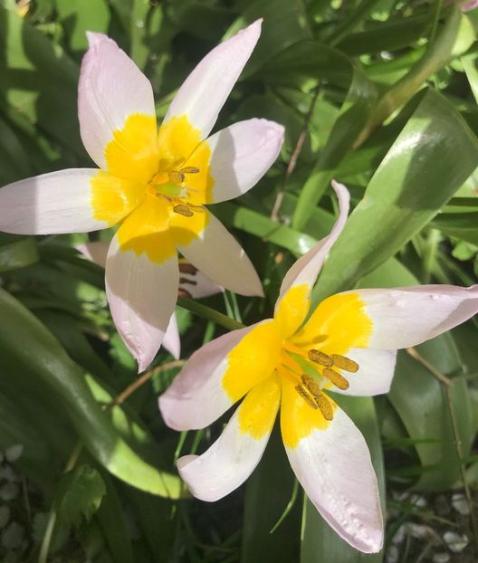 Tulip Lilac Wonder (2021, April 30) - Tulipa Lilac Wonder