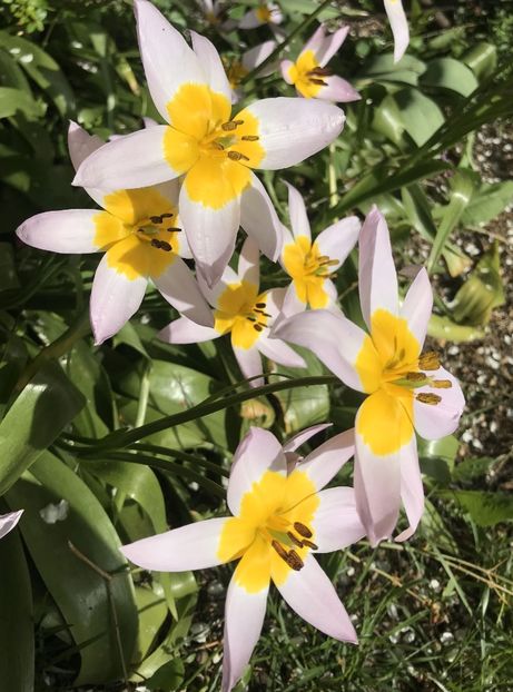 Tulip Lilac Wonder (2021, April 30) - Tulipa Lilac Wonder