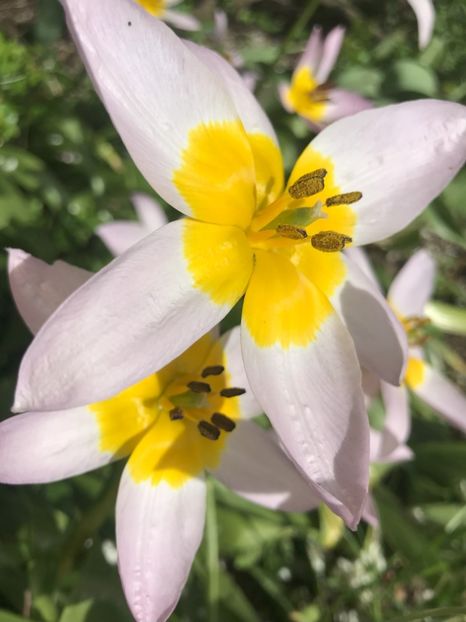 Tulip Lilac Wonder (2021, April 30) - Tulipa Lilac Wonder