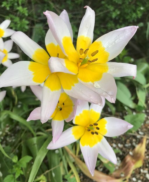Tulip Lilac Wonder (2021, May 02) - Tulipa Lilac Wonder