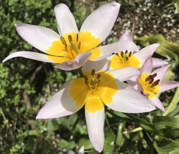 Tulip Lilac Wonder (2021, April 30) - Tulipa Lilac Wonder