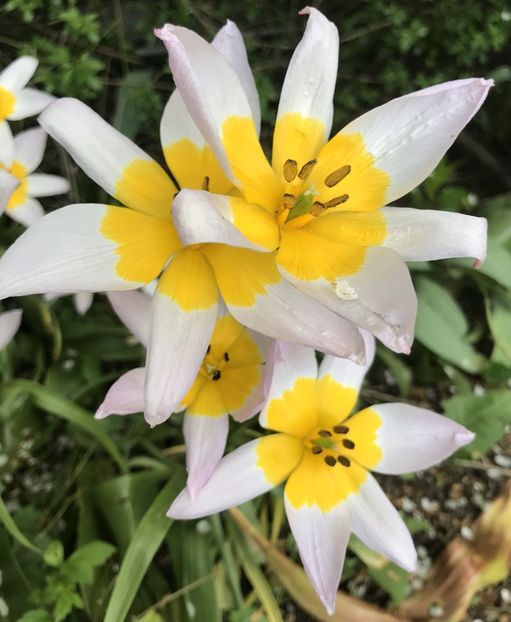 Tulip Lilac Wonder (2021, May 02) - Tulipa Lilac Wonder