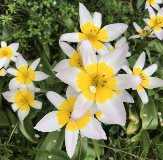 Tulip Lilac Wonder (2021, May 02) - Tulipa Lilac Wonder