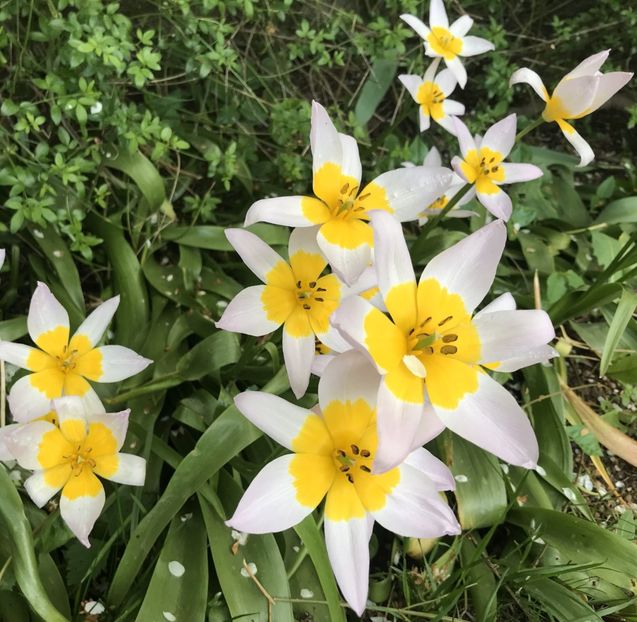Tulip Lilac Wonder (2021, May 02) - Tulipa Lilac Wonder