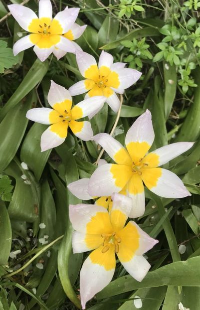 Tulip Lilac Wonder (2021, May 02) - Tulipa Lilac Wonder