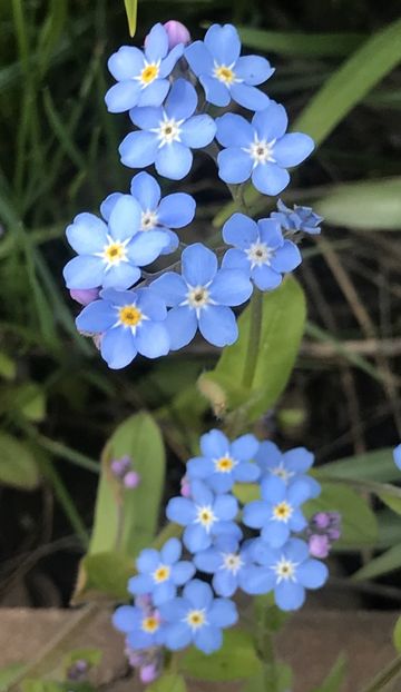 Forget-Me-Not (2021, April 22) - MYOSOTIS Alpestris