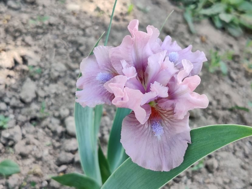 Cheery blush - Irisi pitici - prima inflorire