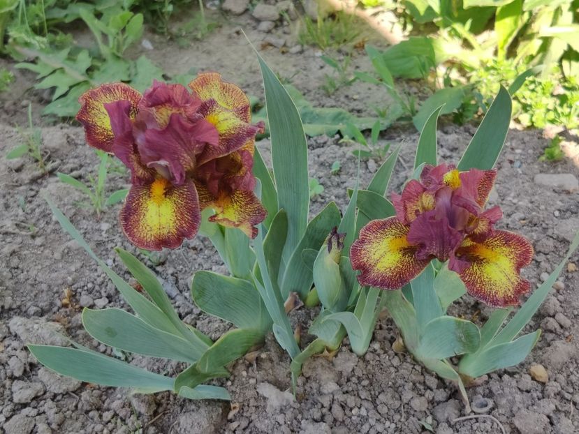 Fire storm - Irisi pitici - prima inflorire