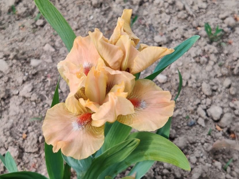 Golden apricot - Irisi pitici