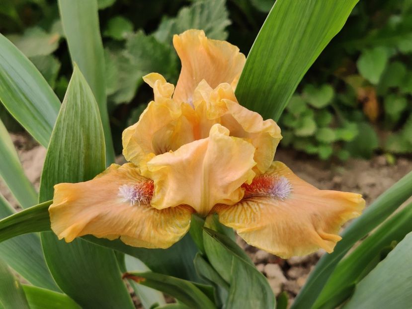 Golden apricot - Irisi pitici