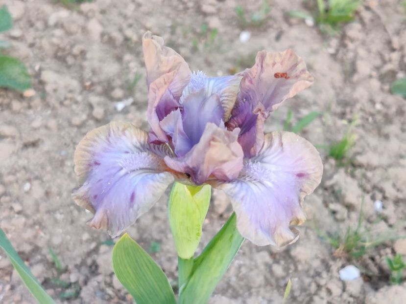 Odri - Irisi pitici
