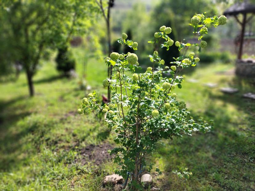 IMG20240423102901 - Primăvară 2024