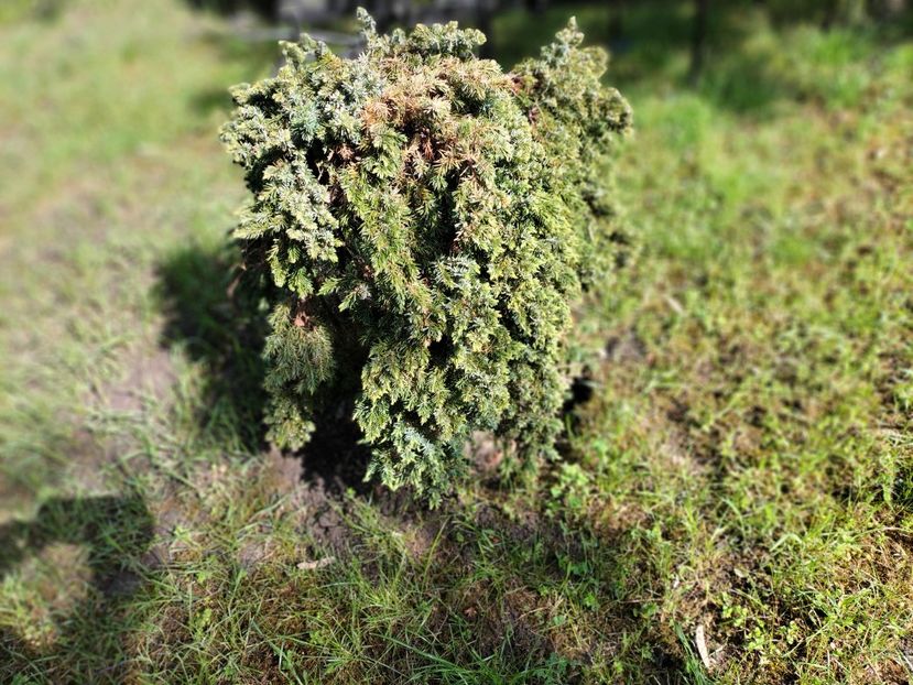 IMG20240423102821 - Primăvară 2024