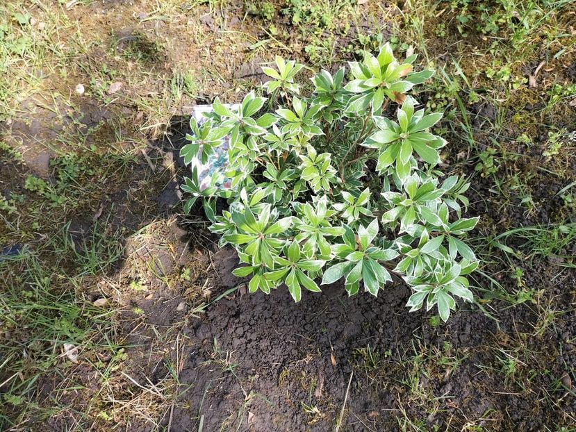 IMG20240423102720 - Primăvară 2024