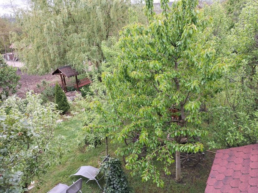 IMG20240422141154 - Primăvară 2024