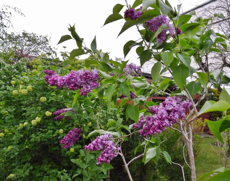  - 2024 - 01 - Primavara