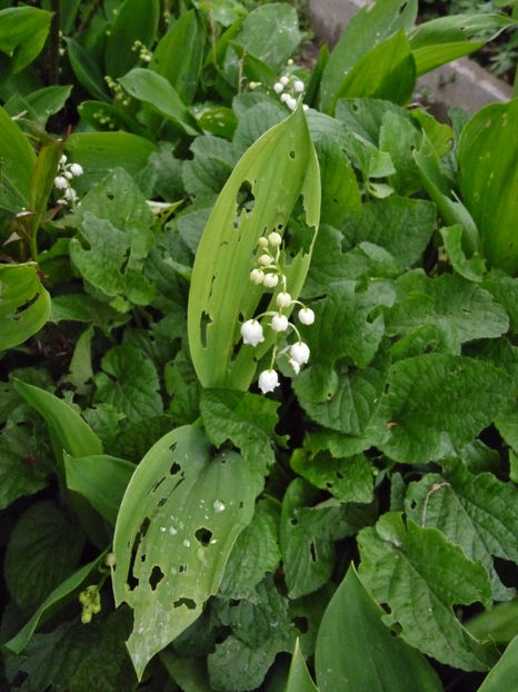 Ciuruite - 2024 - 01 - Primavara