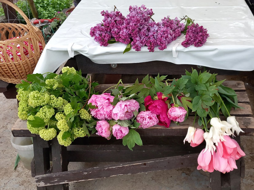 Culese inainte de ger. - 2024 - 01 - Primavara