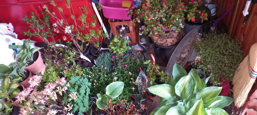 La caldurica. - 2024 - 01 - Primavara