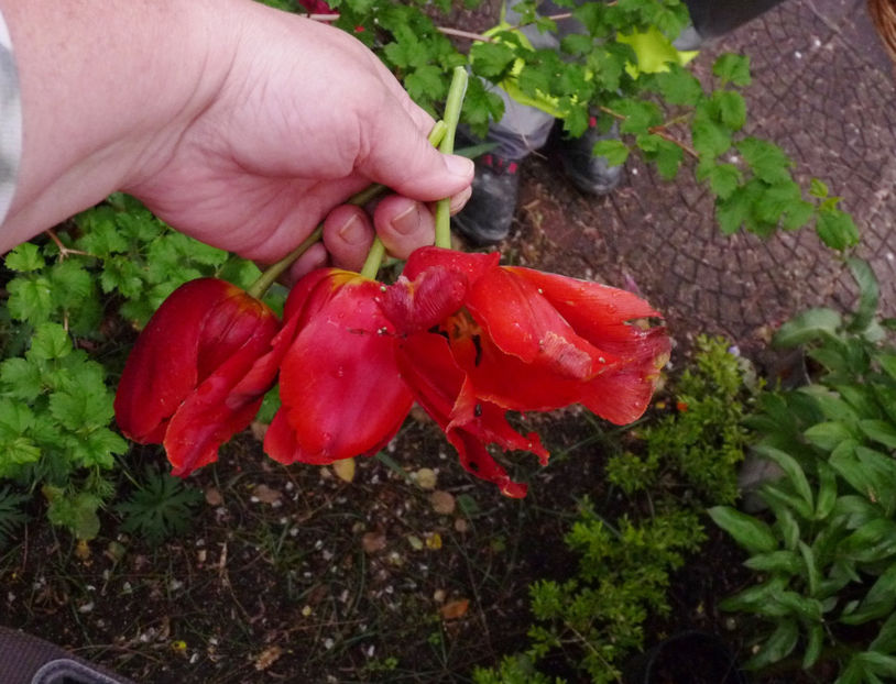 Rupte si distruse. - 2024 - 01 - Primavara