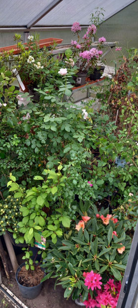 Inghesuite dar protejate. - 2024 - 01 - Primavara