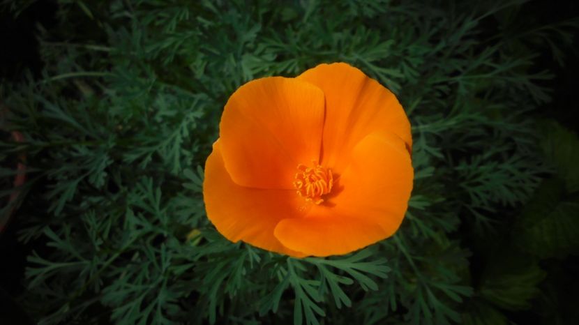Eschscholzia californica - 2024