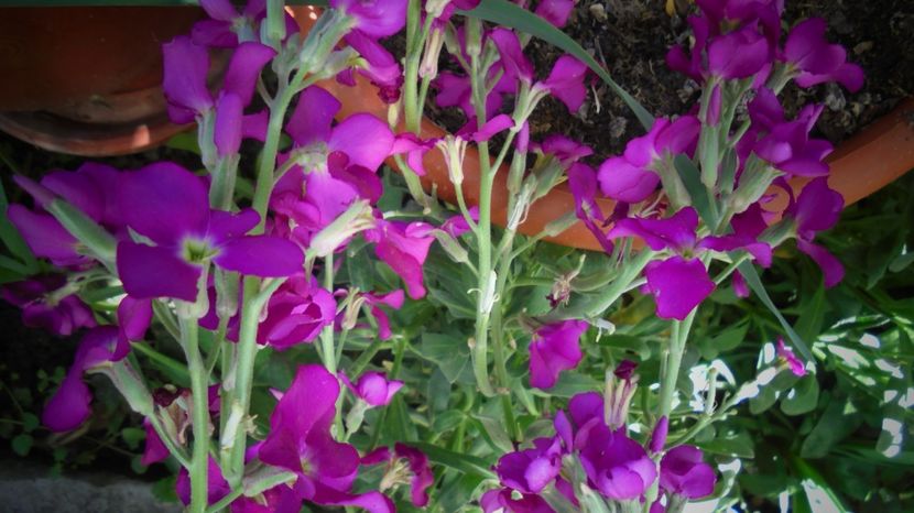 Mathiola incana(planta anuala ce-a traversat iarna in gradina,langa gard) - 2024