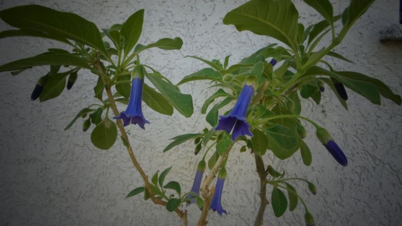 Acnistus australis(iochroma) - 2024