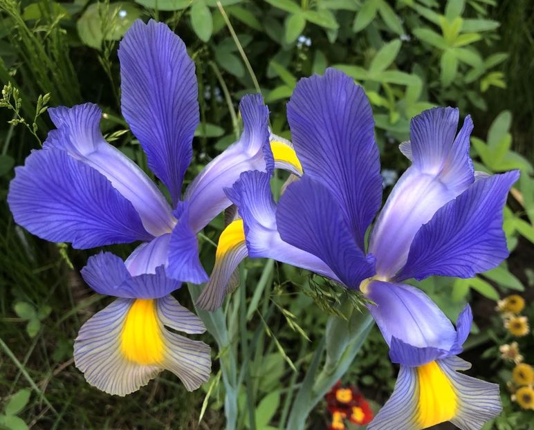 Iris Blue Magic (2021, May 24) - Iris Blue Magic