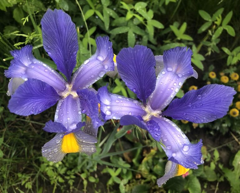 Iris Blue Magic (2021, May 25) - Iris Blue Magic