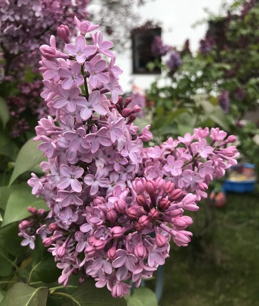 Lilac (2021, April 29) - Syringa vulgaris Lilac