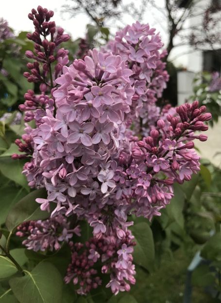 Lilac (2021, April 29) - Syringa vulgaris Lilac