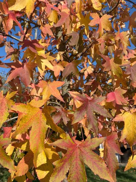 Liquidambar styraciflua (2021, Oct.27) - Liquidambar styraciflua