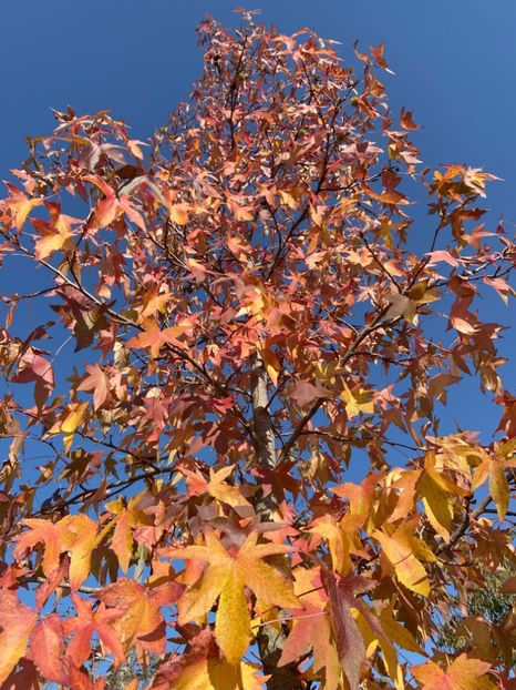 Liquidambar styraciflua (2021, Oct.27) - Liquidambar styraciflua