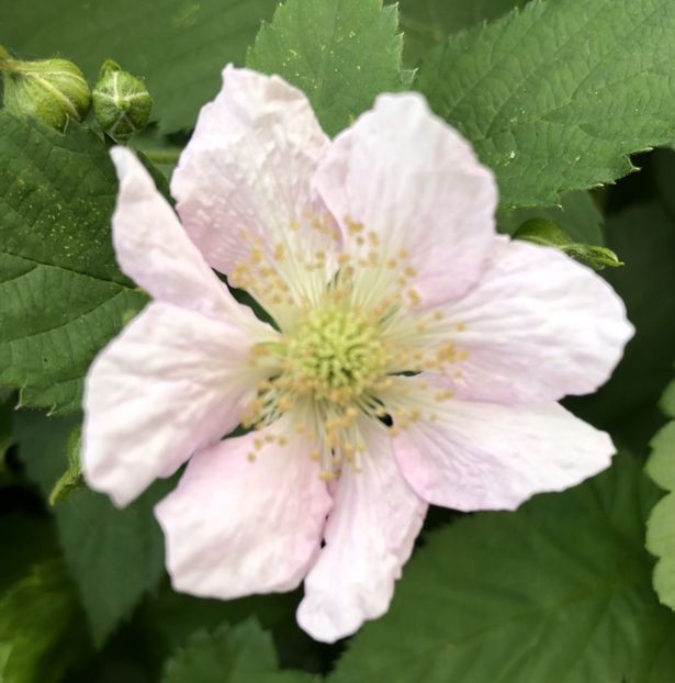 Strawberry flower (2021, May 24) - Strawberry_Capsuni