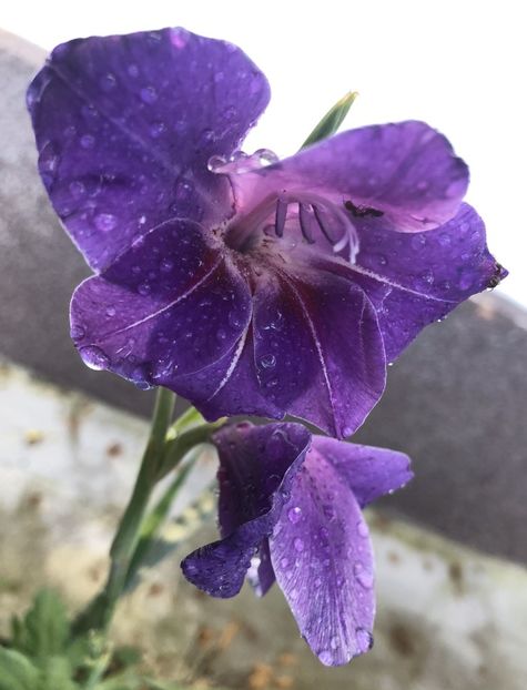 Purple Gladiolus (2021, August 01) - Gladiolus Purple