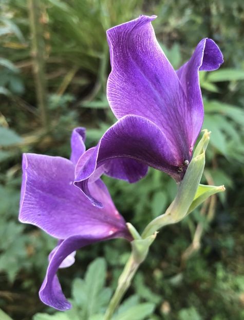 Purple Gladiolus (2021, August 01) - Gladiolus Purple