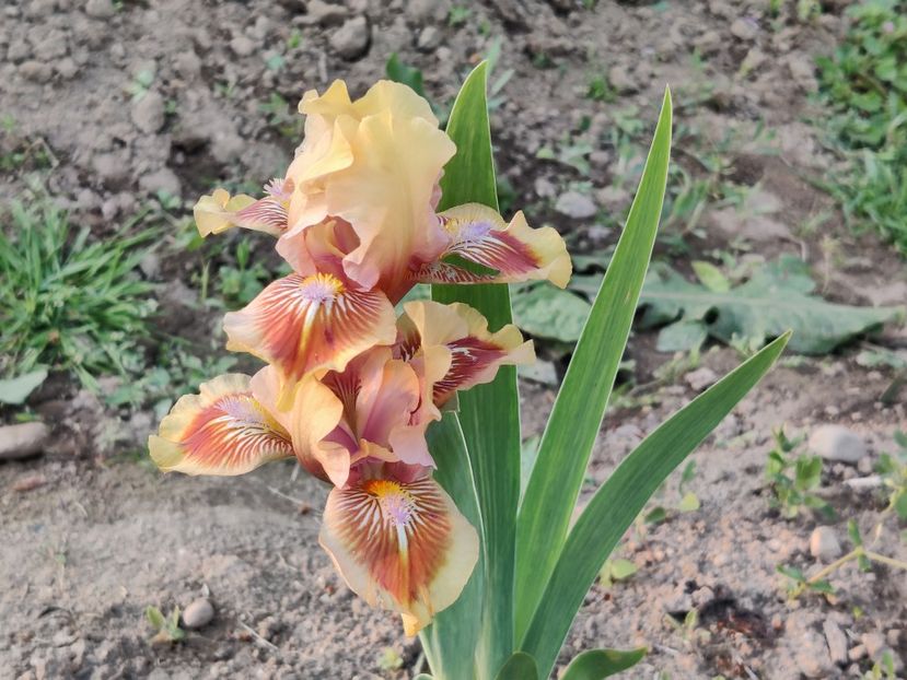 Igrivy rebionok tufa - Irisi pitici