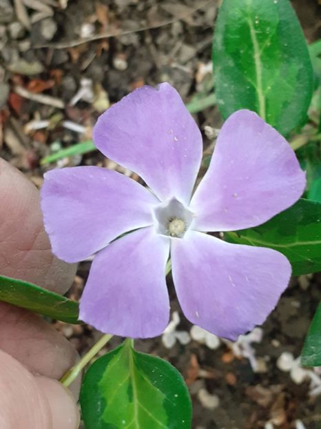  - FEBRUARIE- MARTIE- APRILIE