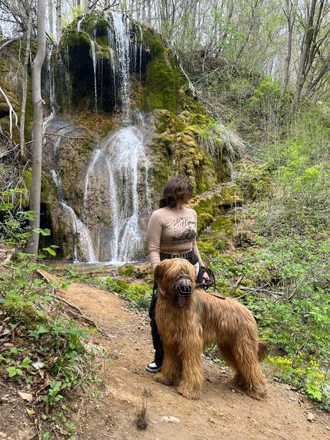 IMG-20240406-WA0023 - BRIARD Ciobanesc de BRIE